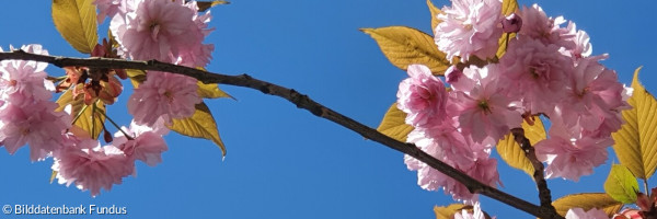 Baumblüte rosa quer