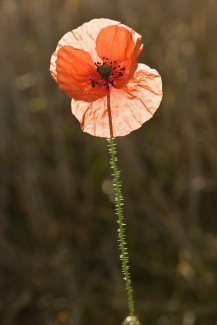 Mohn im Gegenlicht