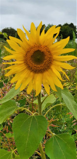 Sonnenblume im Feld