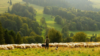 Hirte mit Schafen 